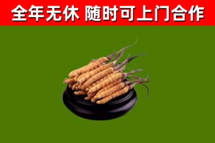 沙市区烟酒回收冬虫夏草.jpg