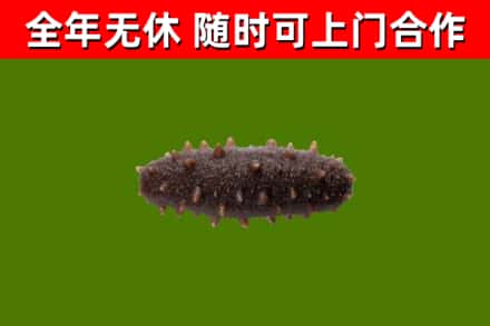 沙市区回收海参干